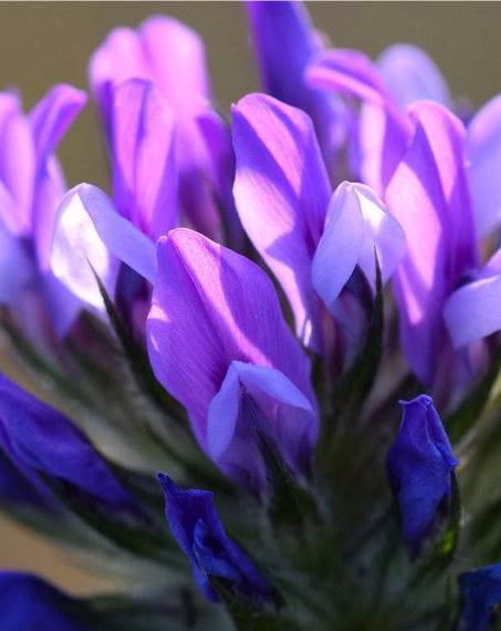Bakuchiol: The Natural Alternative to Retinol